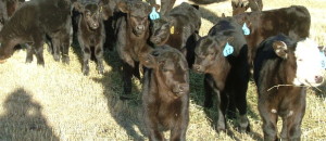 Central Colorado Cattlemen's Association